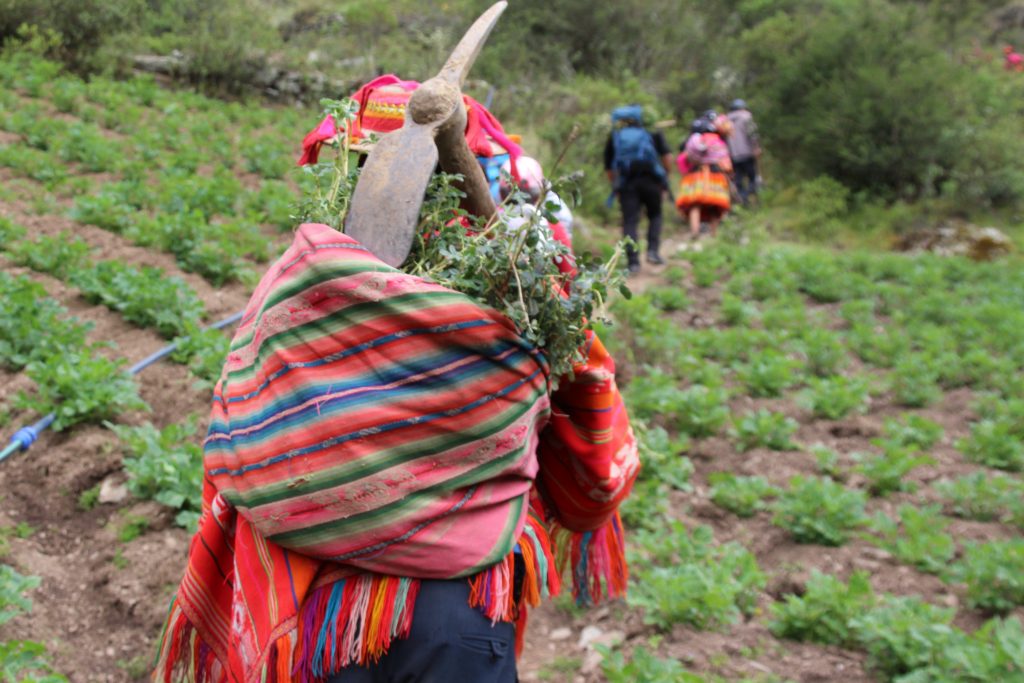 indigenous man with trees ready for planting in reforestation effort in the andes