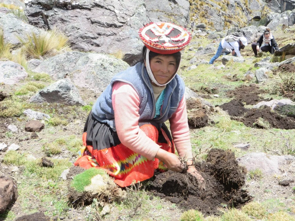 Local planting trees
