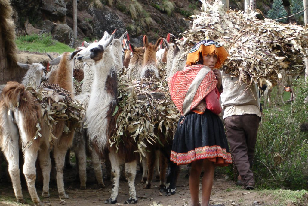 local woman with heard of llamas on the Lares Trek