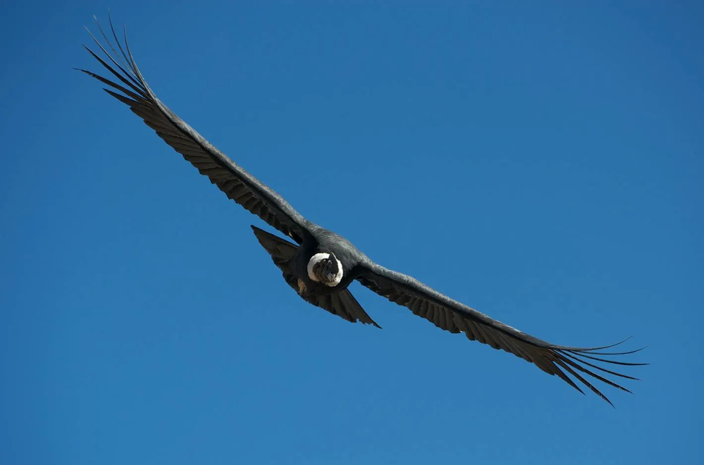 Andean Condor