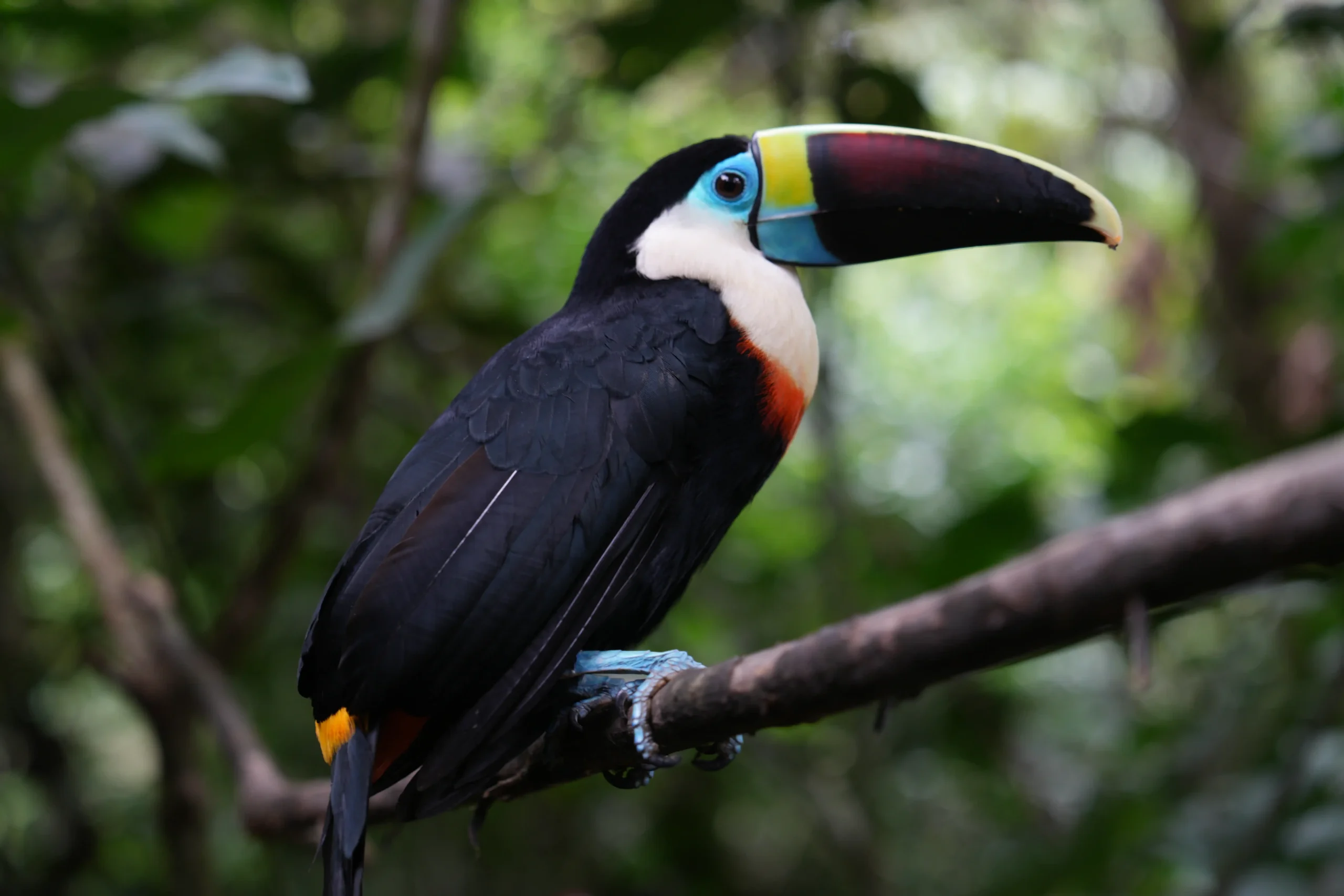 Toucan