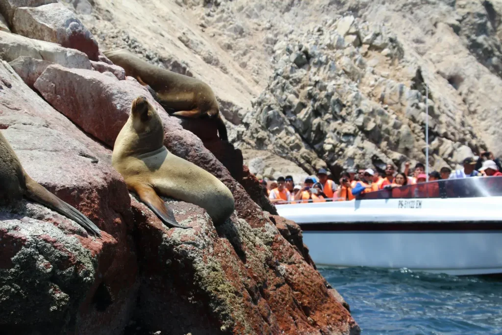 Paracas Ballestas Islands